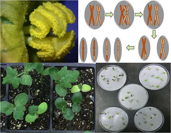 Plant Breeding