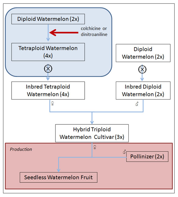 flowchart