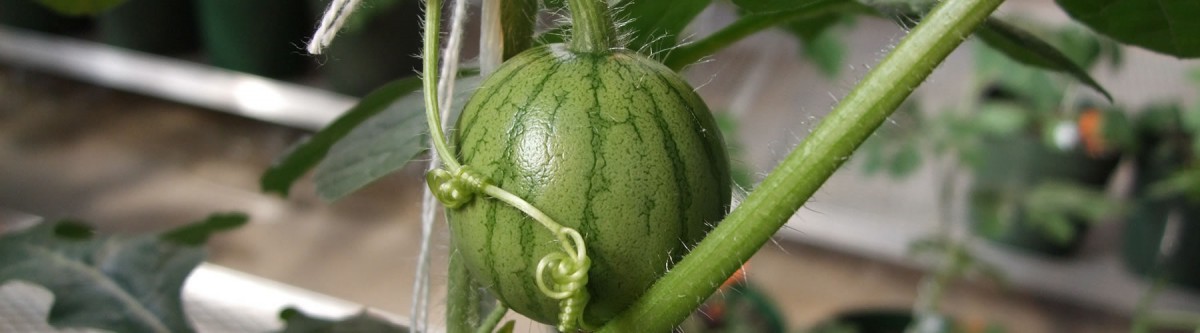 A very young watermelon fruit still on the vine